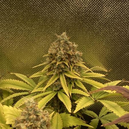 Original Oreoz single plant