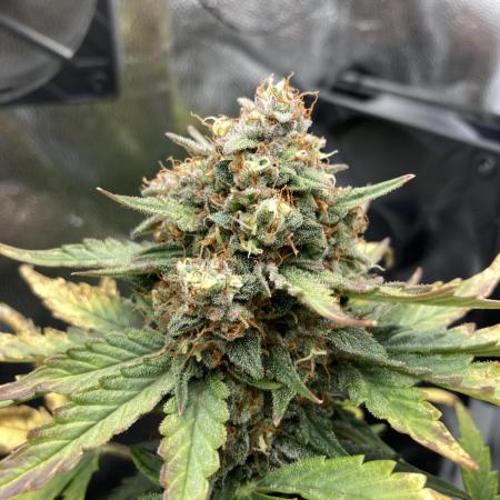 Gnomo Auto single plant