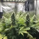 Seriously Old Skool Limited Edition