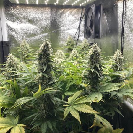 Seriously Old Skool Limited Edition