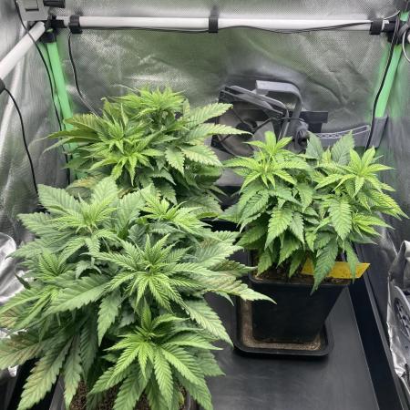 Double Donny Burger by Growers Choice