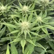 Double Donny Burger by Growers Choice