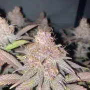 Tropicanna Poison F1 fast single plant