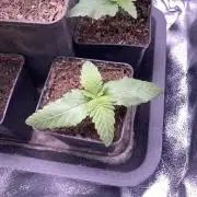 Double Donny Burger by Growers Choice