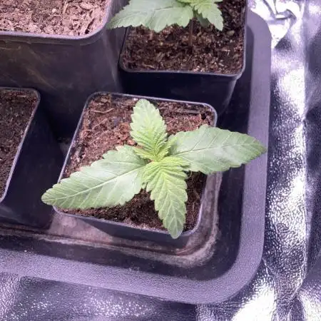 Double Donny Burger by Growers Choice