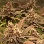 Tropicanna Poison F1 fast single plant