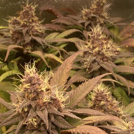 Tropicanna Poison F1 fast single plant