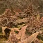 Tropicanna Poison F1 fast single plant