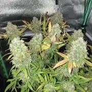 Double Donny Burger by Growers Choice