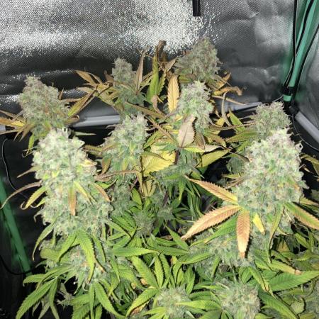 Double Donny Burger by Growers Choice