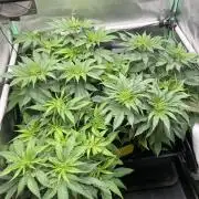 Double Donny Burger by Growers Choice