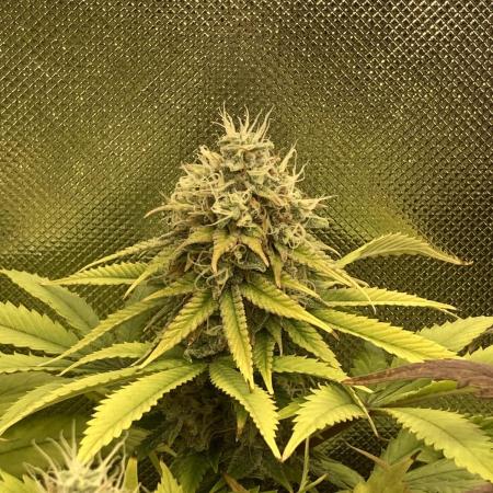 Original Oreoz single plant