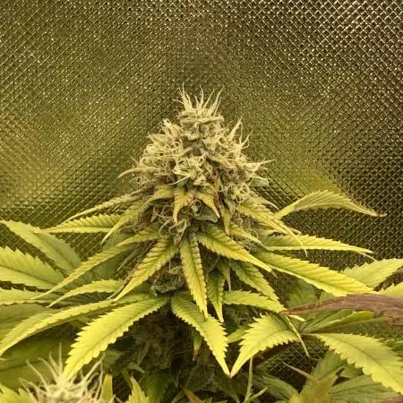 Original Oreoz single plant