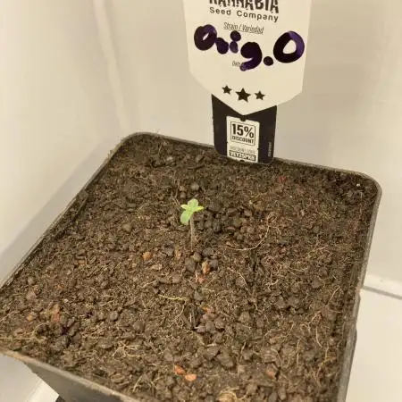 Original Oreoz single plant