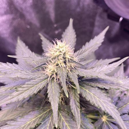 Gnomo Auto single plant
