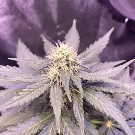 Gnomo Auto single plant