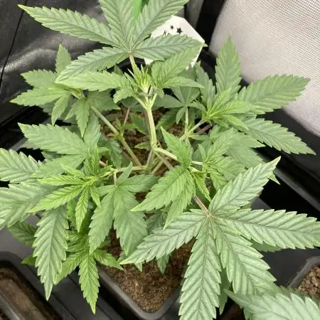 Original Oreoz single plant