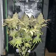 Original Oreoz single plant