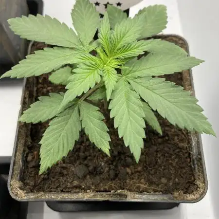 Black Muffin F1 fast single plant