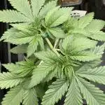 Black Muffin F1 fast single plant