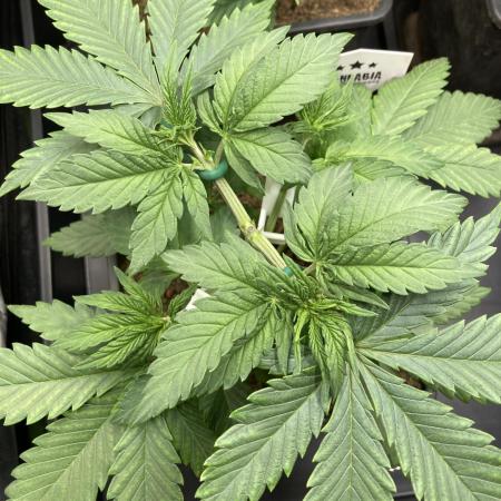 Black Muffin F1 fast single plant