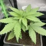 Black Muffin F1 fast single plant