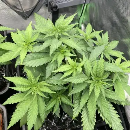 Black Muffin F1 fast single plant