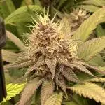 Tropicanna Poison F1 fast single plant
