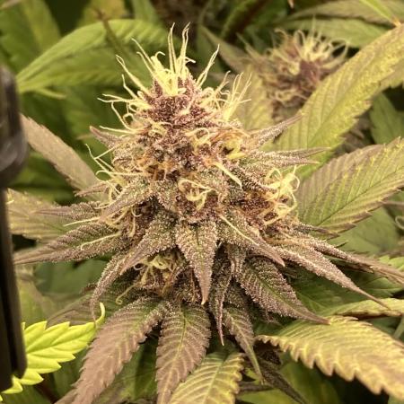 Tropicanna Poison F1 fast single plant