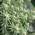 Seriously Old Skool Limited Edition