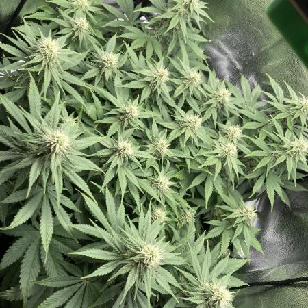 Seriously Old Skool Limited Edition