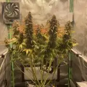 Seriously Old Skool Limited Edition