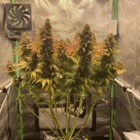 Seriously Old Skool Limited Edition