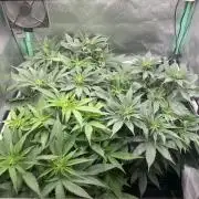 Double Donny Burger by Growers Choice