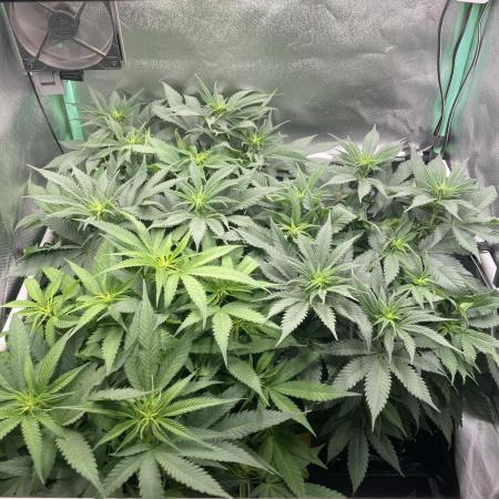 Double Donny Burger by Growers Choice