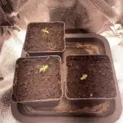 Double Donny Burger by Growers Choice