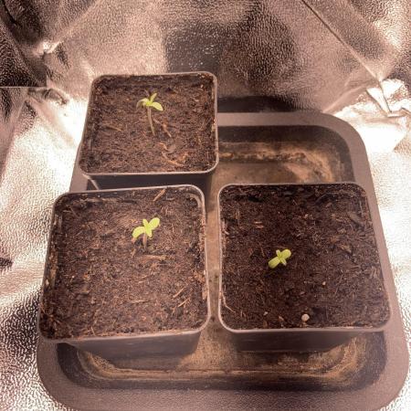 Double Donny Burger by Growers Choice