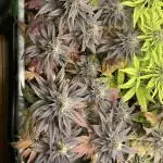 Black Muffin F1 fast single plant