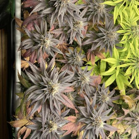 Black Muffin F1 fast single plant