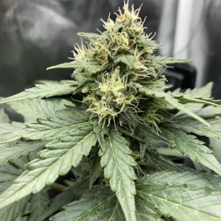 Gnomo Auto single plant
