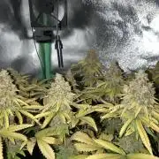 Original Oreoz single plant