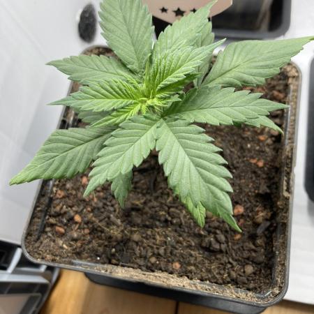 Tropicanna Poison F1 fast single plant