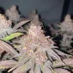 Tropicanna Poison F1 fast single plant
