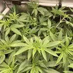 Original Oreoz single plant