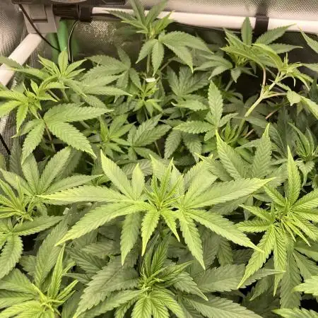 Original Oreoz single plant