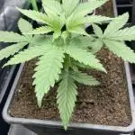 Original Oreoz single plant