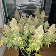 Seriously Old Skool Limited Edition