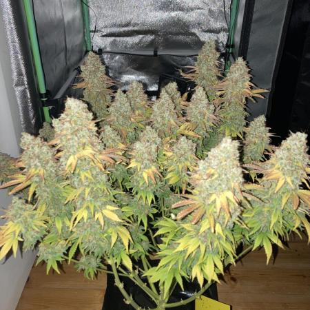 Seriously Old Skool Limited Edition