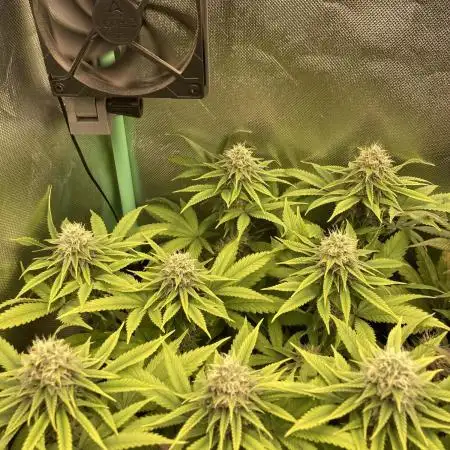 Original Oreoz single plant