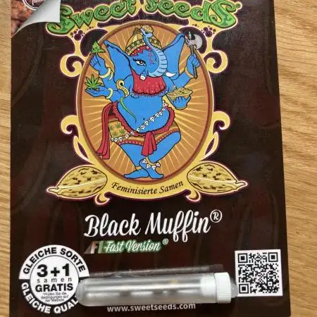 Black Muffin F1 fast single plant